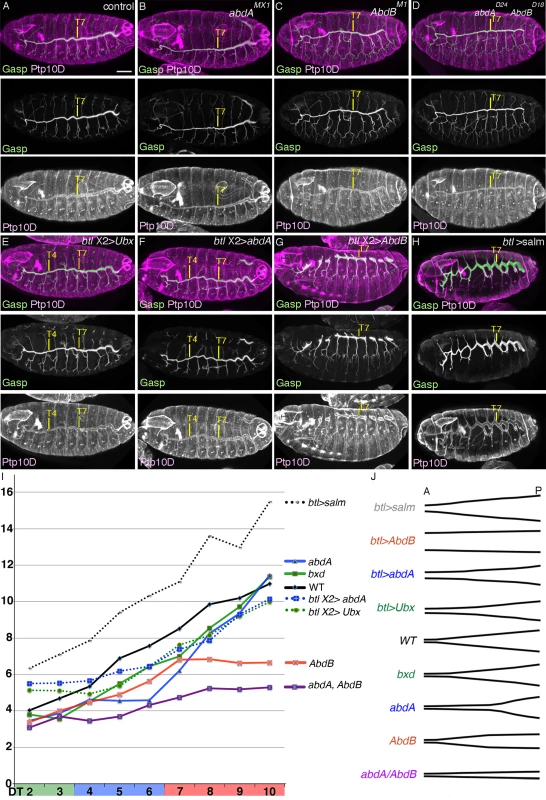 BX-C genes control DT tube tapering.