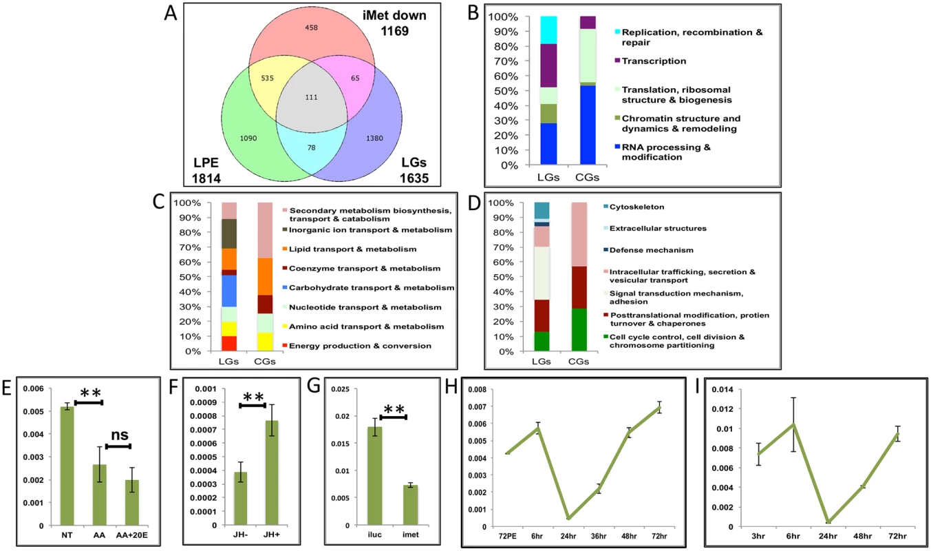 Genes cyclically activated by JH through Met—Functional group enrichment and the effects of AAs, 20E and JH.