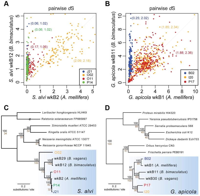 Sequence divergence and phylogenetic analysis of protein-encoding genes of (A and C) <i>S. alvi</i> SAGs and (B and D) <i>G. apicola</i> SAGs.