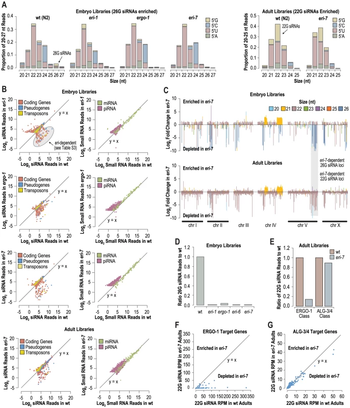 <i>eri-6/7</i> is required for accumulation of 26G siRNA in embryos and for a subset of 22G siRNAs in adults.