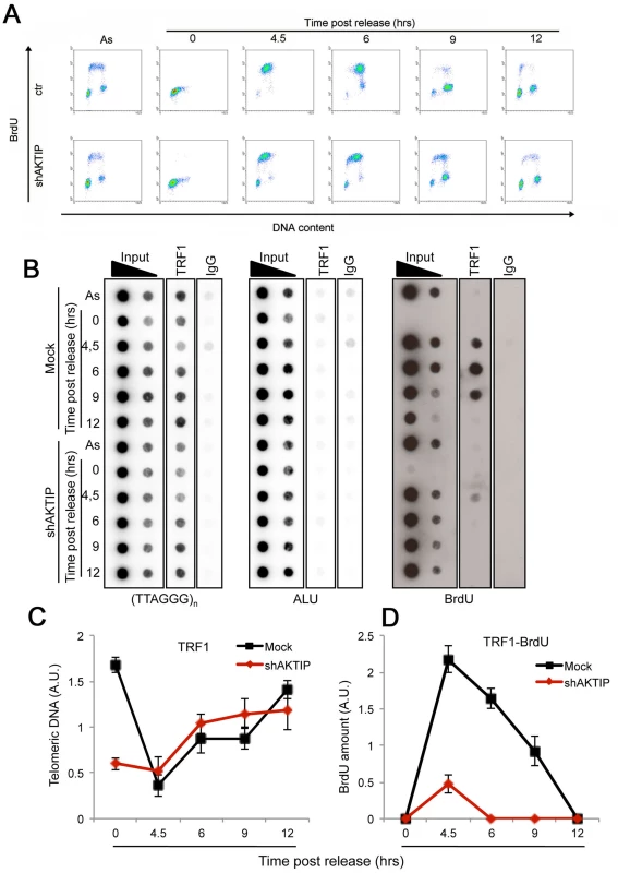 AKTIP downregulation impairs telomere replication.