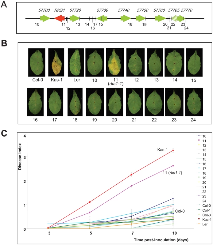 Phenotypic analysis of insertional mutants corresponding to genes of the <i>QRX3</i> locus.