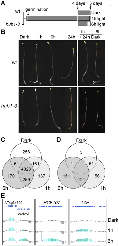 Phenotypic and H2Bub epigenomic changes during de-etiolation.