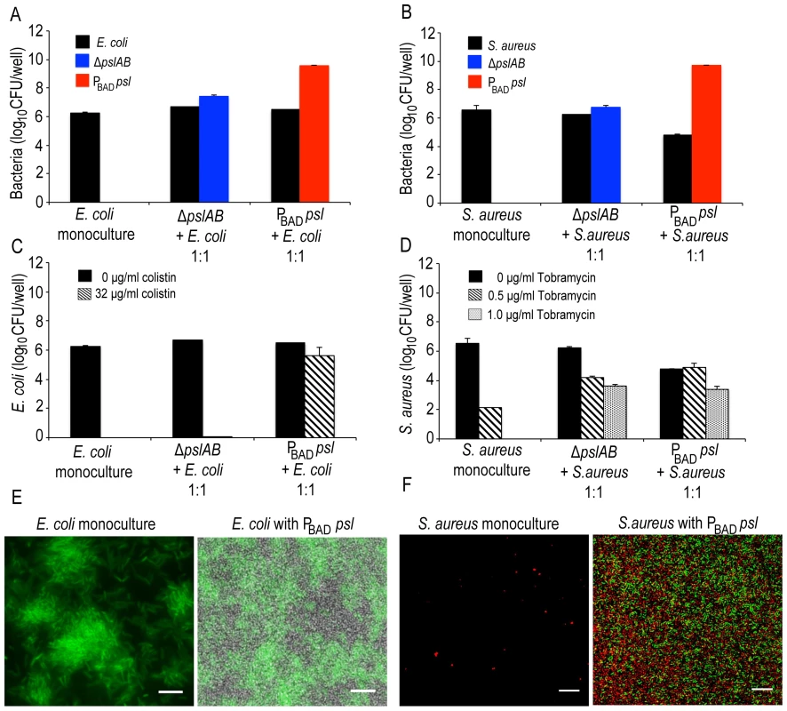 Psl provides a protective advantage for <i>E.</i> <i>coli</i> and <i>S. aureus</i>.