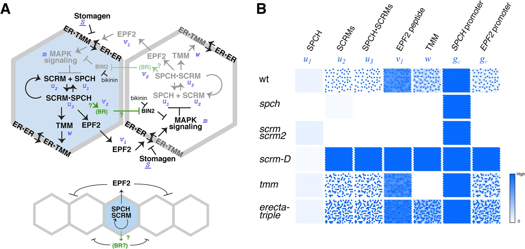 Regulatory circuit modeling two-dimensional patterns of stomatal initial cells.