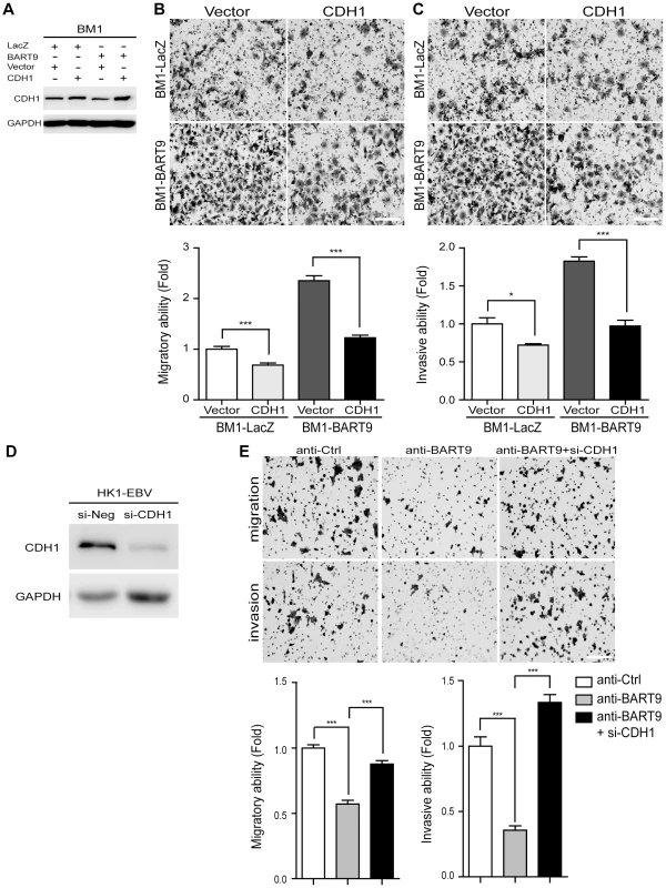 E-cadherin plays a pivotal role in miR-BART9-mediated migration and invasion in NPC cells.