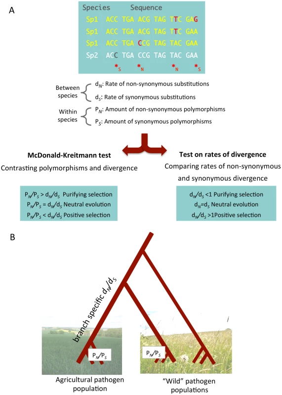A population genomic approach allows the identification of synonymous and non-synonymous polymorphisms and substitutions.