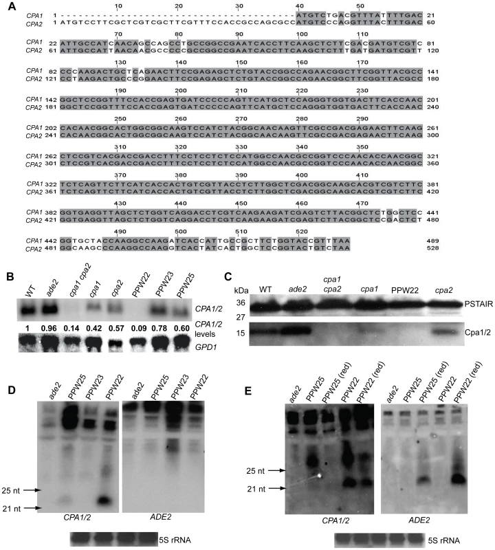 Silencing of the <i>CPA1</i> and <i>CPA2</i> genes in strains bearing a <i>cpa1::ADE2</i> transgene array.