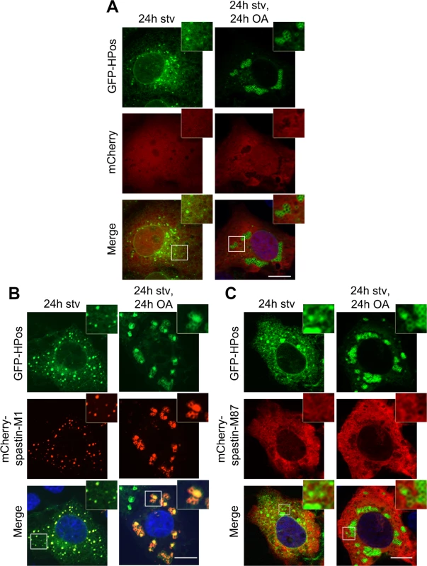 Spastin-M1 co-localizes with the pre-LD marker Hpos.