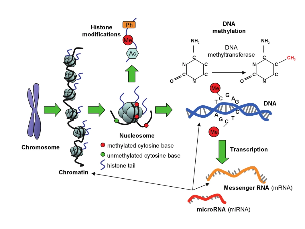 Epigenetic modifications.