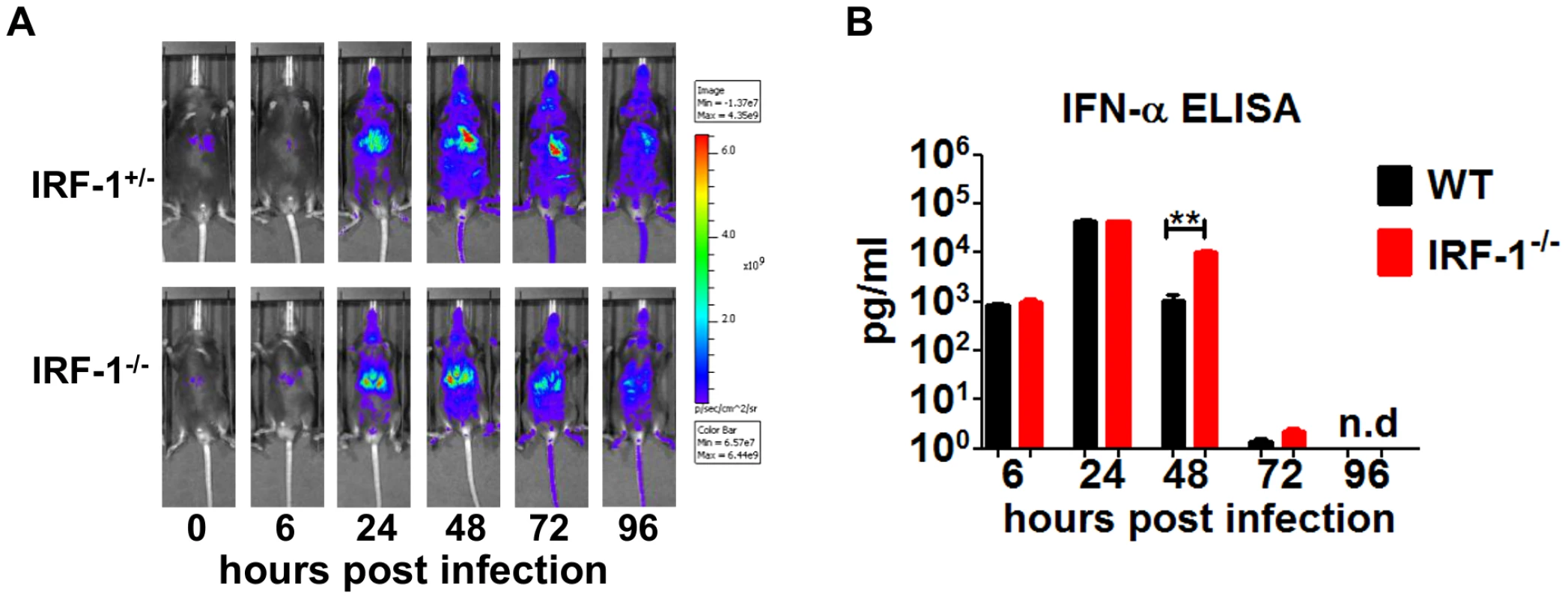 IRF-1 is dispensable for type I IFN response in VSV infections.
