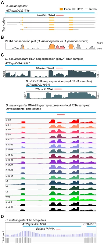 <i>Drosophila RPR</i> is embedded in an intron and ubiquitously expressed.