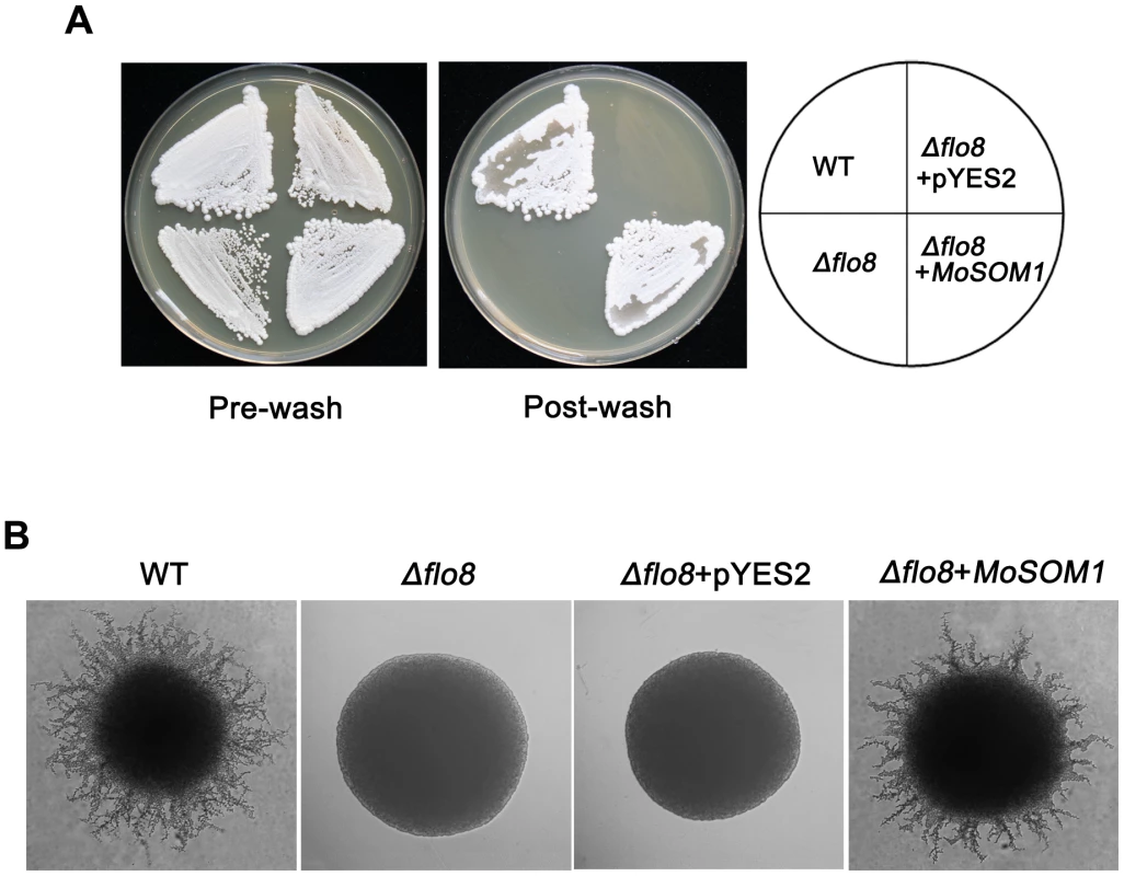 <i>MoSOM1</i> can complement <i>S. cerevisae flo8</i> defects in haploid invasive growth and diploid pseudohyphal development.