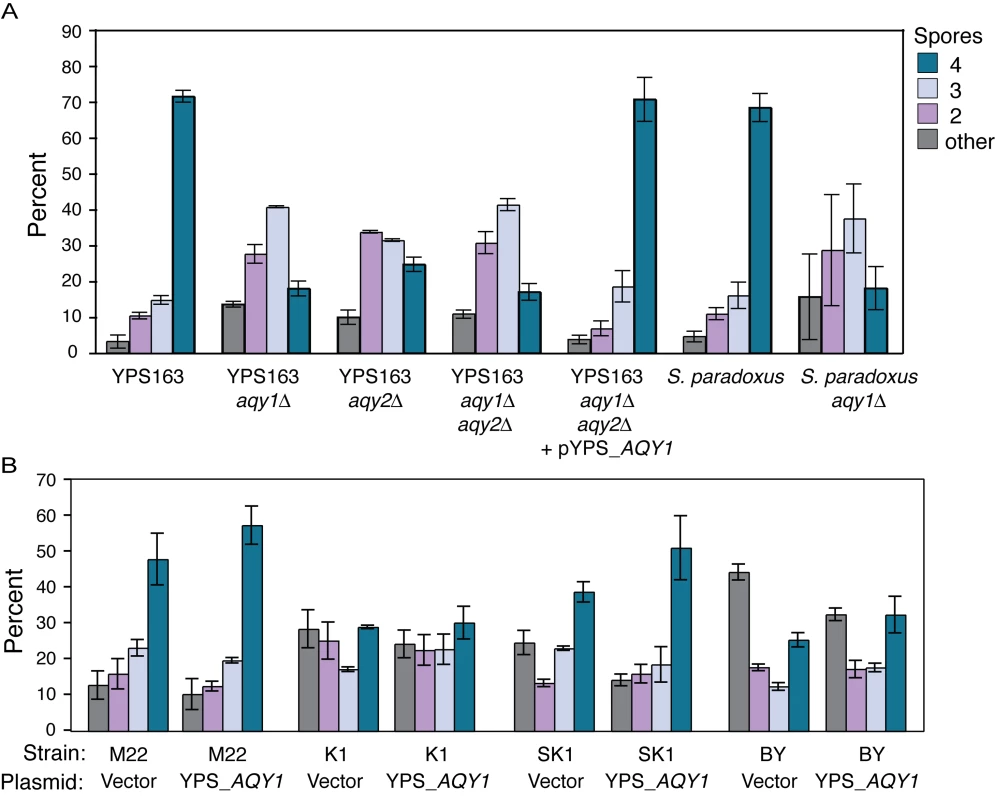 AQY function is required for sporulation in YPS163.