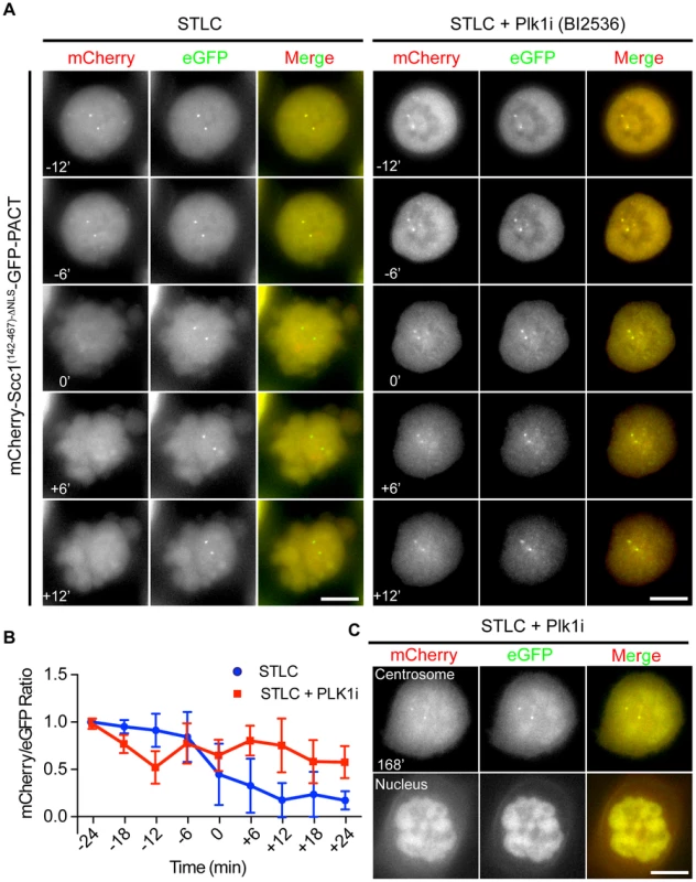 Plk1 is important for cleavage of the Scc1 sensor.