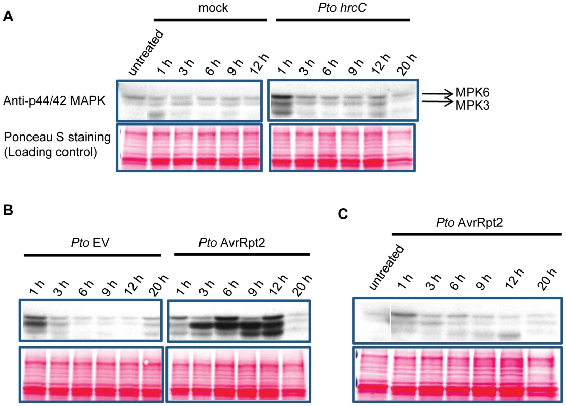 MAPK activation is sustained in ETI but transient in non-ETI conditions.