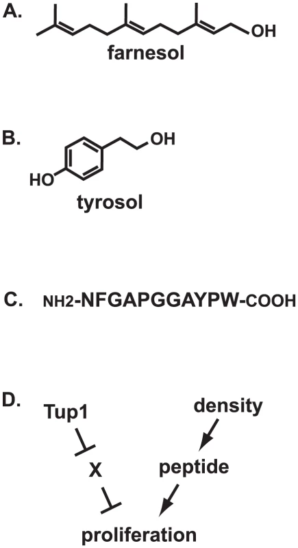 Fungal quorum-sensing molecules and mechanisms.