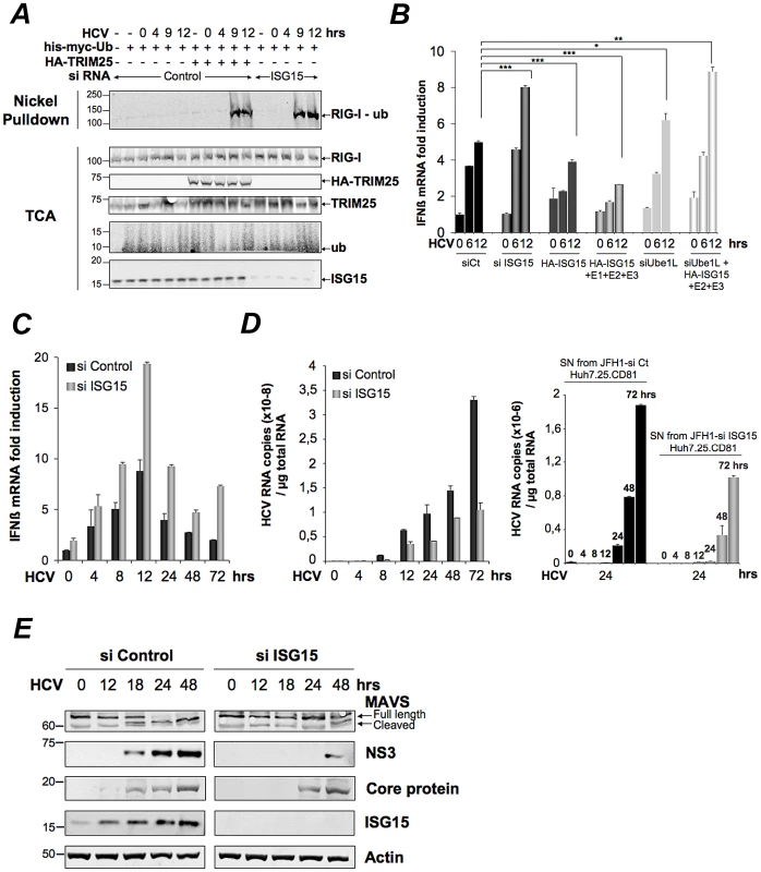 HCV controls RIG-I ubiquitination through ISG15.