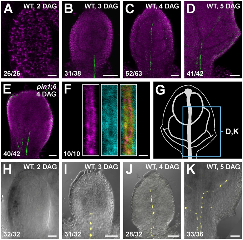 PIN8 expression in leaf development.
