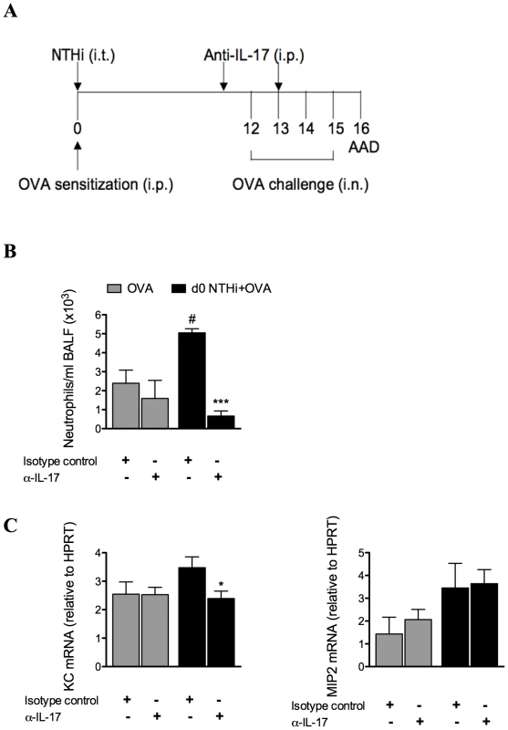 NTHi infection-induced IL-17 is required for the induction of neutrophilic AAD and is partially responsible for the effects of infection on T cell responses.