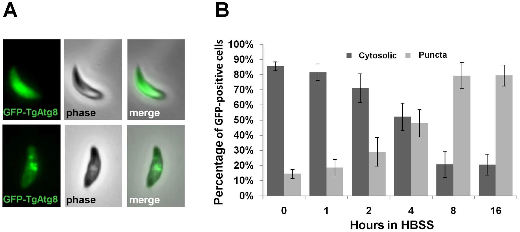Induction of autophagy by amino acid starvation in extracellular <i>T. gondii</i> tachyzoites, assessed by the GFP-TgAtg8 marker.