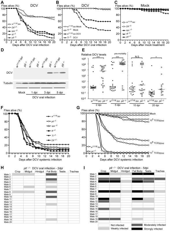 Toll Pathway mutant flies are less resistant to DCV oral Infection.
