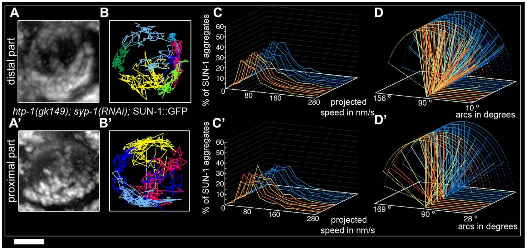 Restrained movement of SUN-1 aggregates in <i>htp-1(gk174)</i> is due to precocious synapsis.