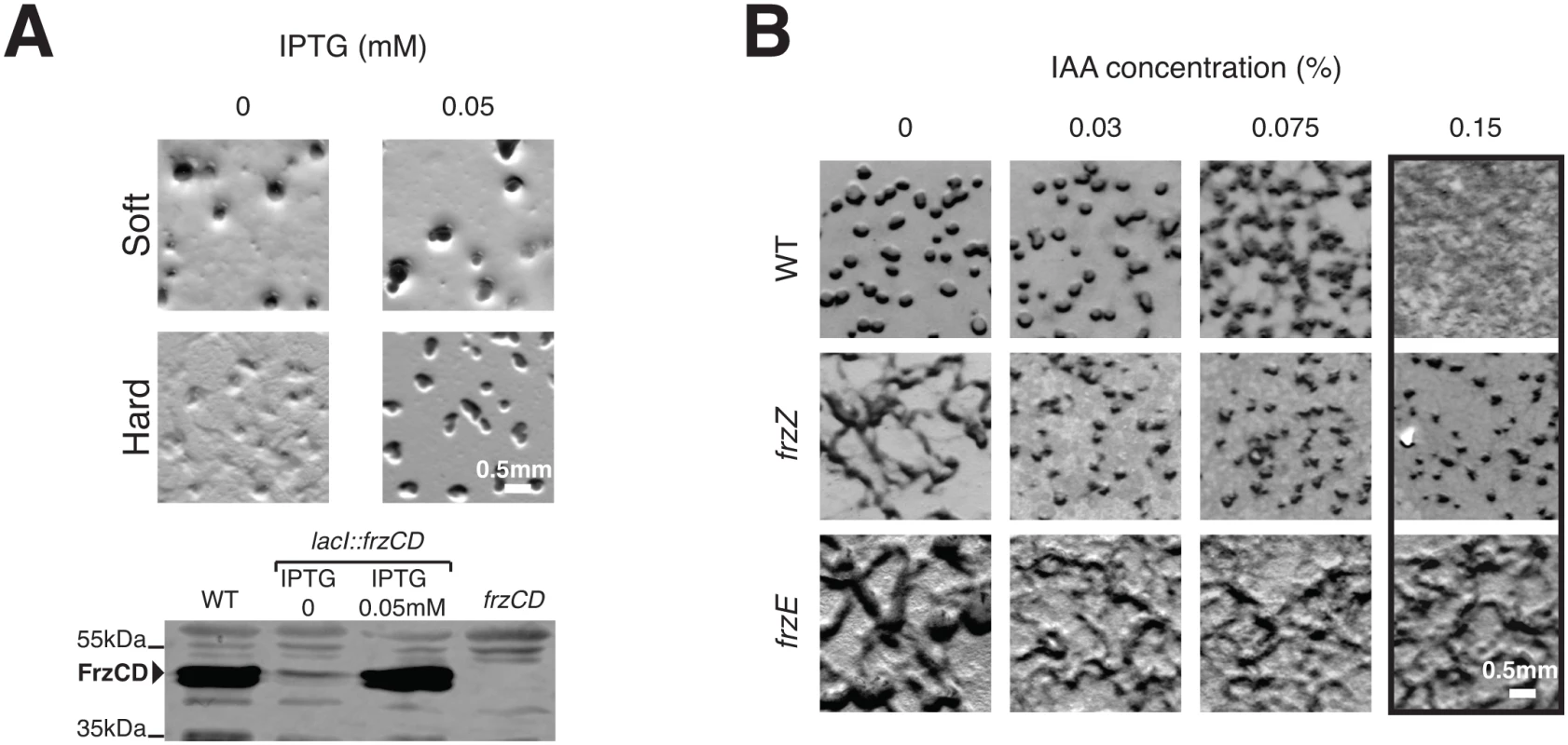 Increased Frz signaling activity is required for the regulation of A- and S-motility, which depends on FrzZ.