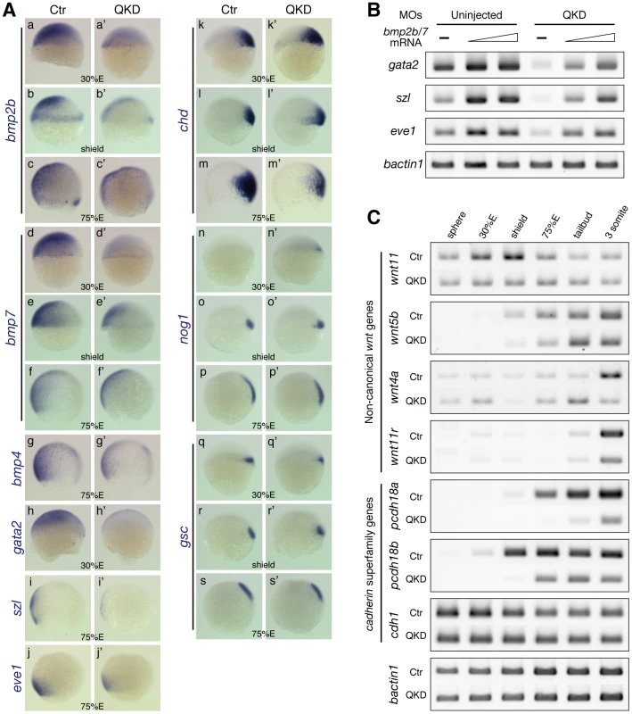 Defects in DV patterning and gastrulation movements in the QKD embryos.