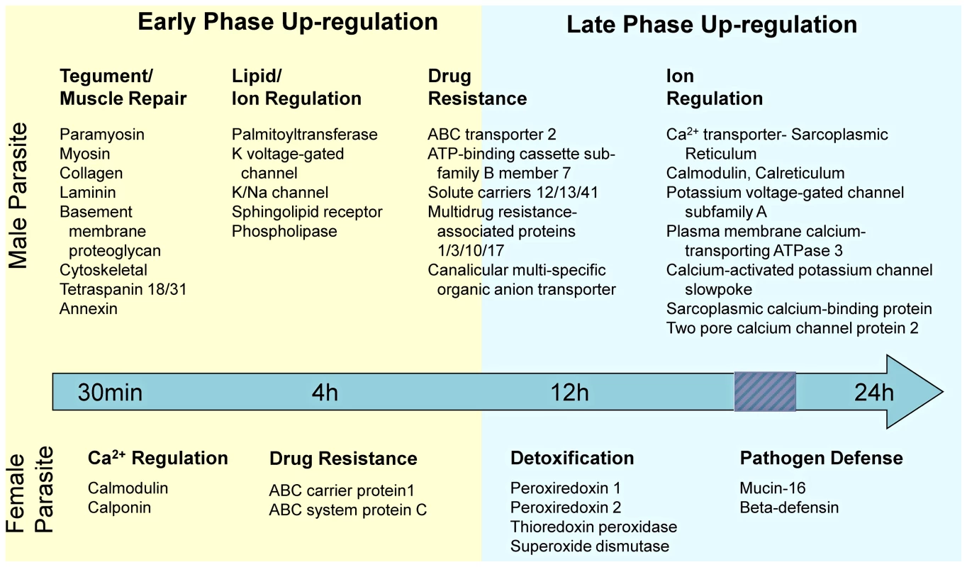 Overview of genes transcriptionally up-regulated in <i>Schistosoma japonicum</i> in response to <i>in vivo</i> exposure to praziquantel.