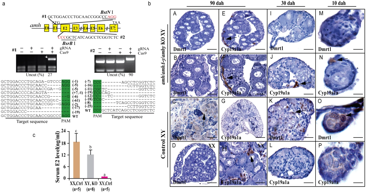 Knockout of Amhy/AmhΔ-y/Amh by CRISPR/Cas9 resulted in male to female sex reversal in F<sub>0</sub> XY fish.