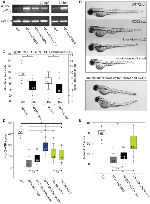 KCC2 is overexpressed in WNK1/HSN2 knockdown embryos.