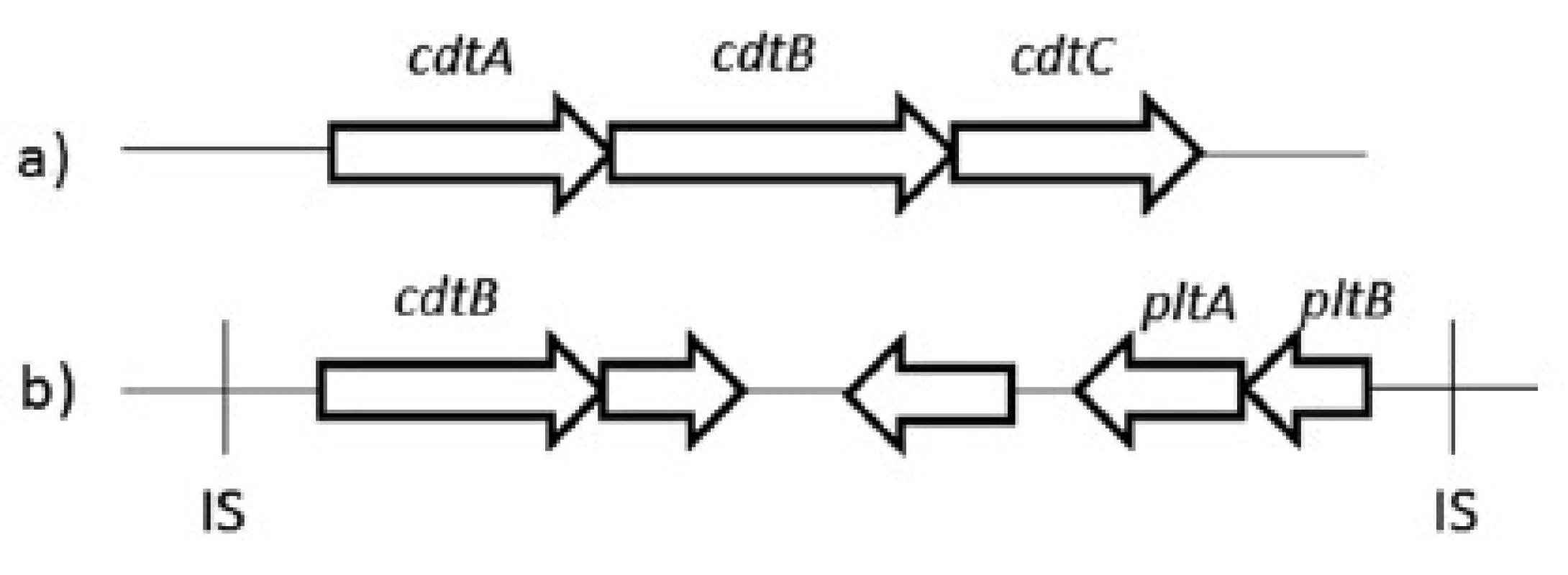 Organizácia génov kódujúcich CDT a) u všetkých baktérií produkujúcich CDT okrem S. Typhi, b) u S. Typhi [upravené podľa 4]
Fig 1. Organization of the genes encoding CDT a) in all CDT-producing bacteria except S. Typhi, b) in S. Typhi [edited by 4]