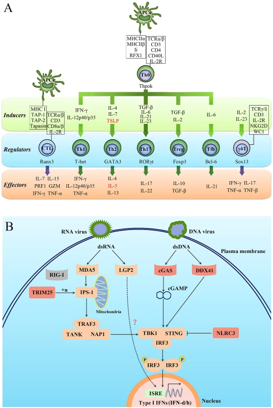Characterisation of the T-cell lineages in <i>L</i>. <i>crocea</i> adaptive immunity and the expanded genes in antiviral immunity.