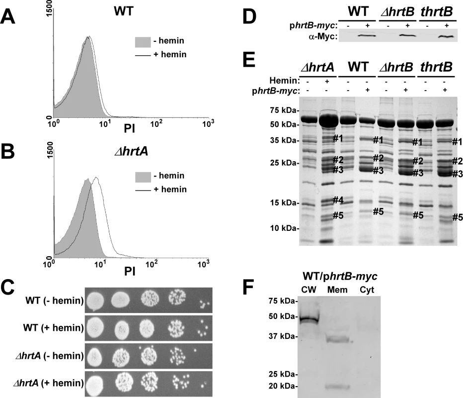 Over-expression of HrtB without hemin exposure mimics the effect of exposing <i>ΔhrtA</i> to hemin.