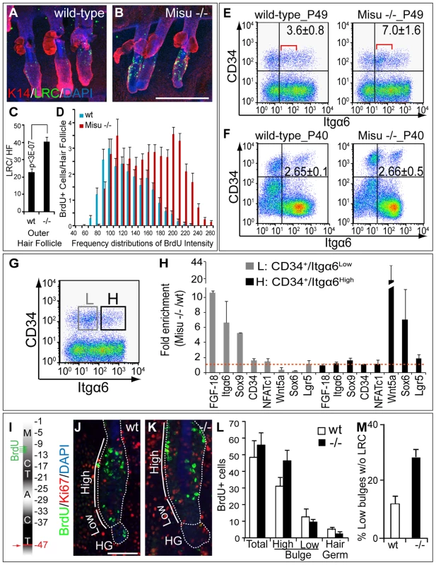 Deletion of Misu increases dormancy of bulge stem cell.
