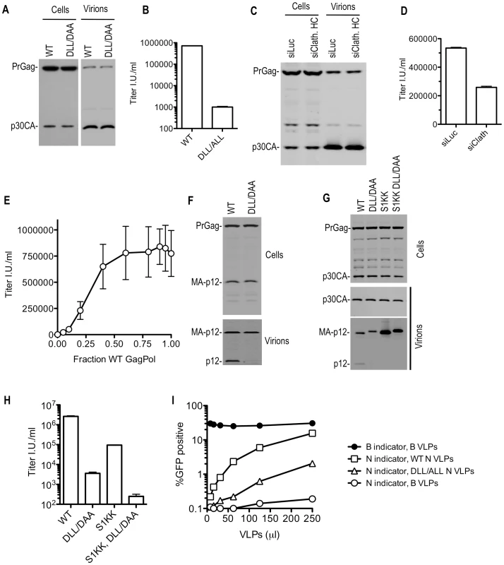 Disruption of clathrin incorporation into MLV particles is associated with impaired infectivity.
