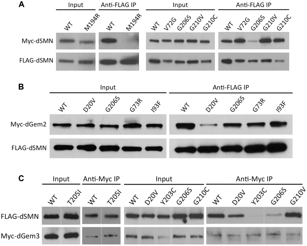 Interaction of SMN mutants with proteins involved in RNP assembly.