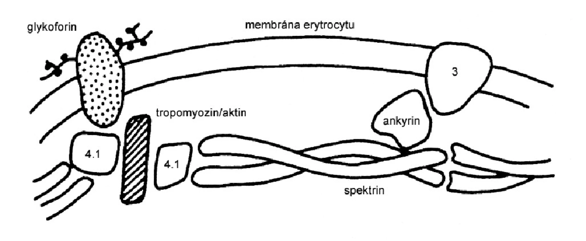 Schéma buněčné membrány erytrocytů s přichycením spektrinu k lipidové dvojvrstvě. Převzato z: Nečas F. Patologická fyziologie orgánových systémů. UK v Praze. Nakladatelství Karolinum, 2003.