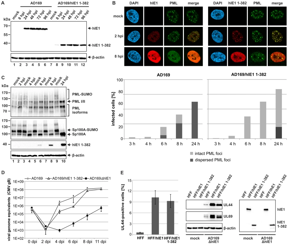 Analysis of IE1<sub>CORE</sub> during human cytomegalovirus replication.