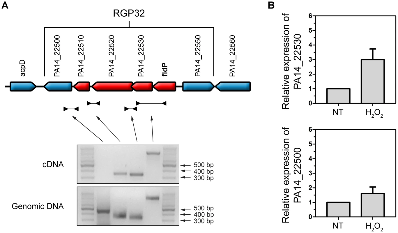 Transcriptional organization of RGP32.