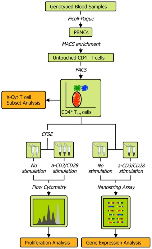 Schematic of the experimental workflow.