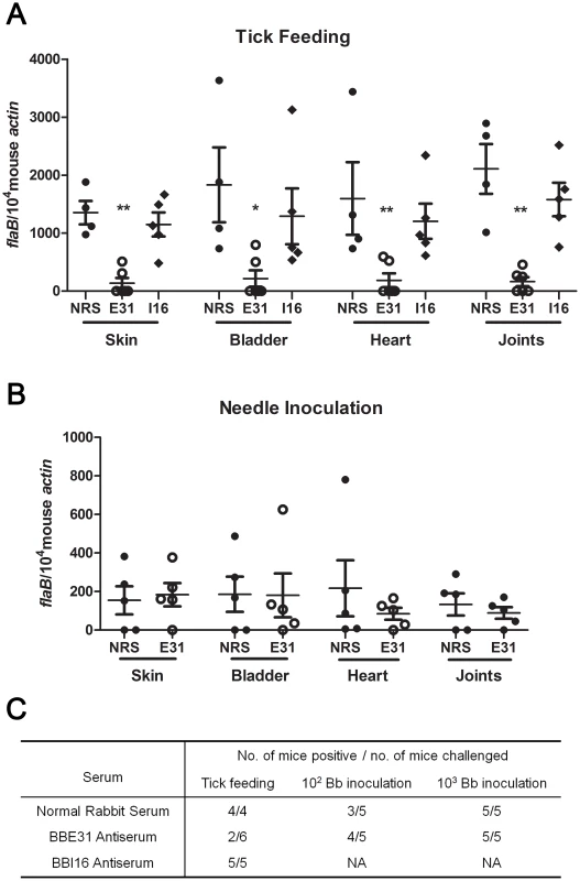 Influence of BBE31 antibodies on <i>B.burgdorferi</i> infectivity in mice.