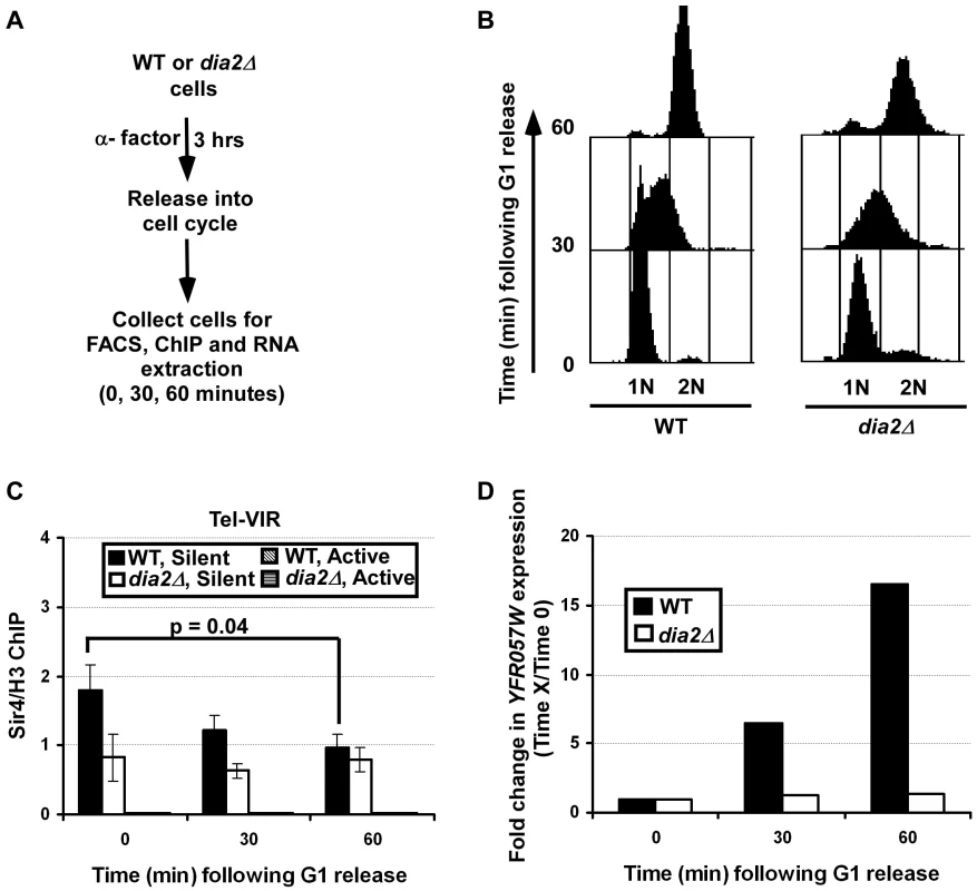 Sir4 binding at telomeric silent chromatin and expression of a telomeric gene are regulated during the cell cycle in a Dia2-dependent manner.