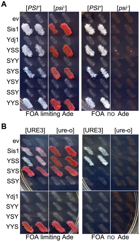 Functions of Sis1/Ydj1 hybrids in place of Sis1.
