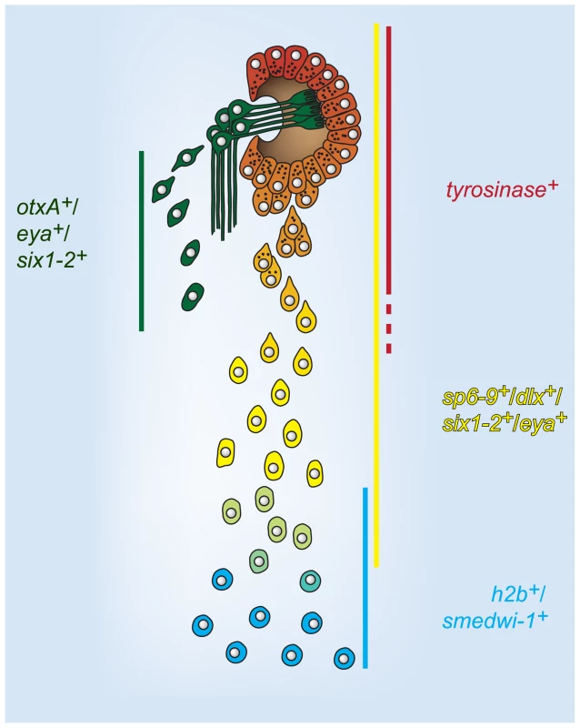 A model for cell state changes in pigment cup regeneration.