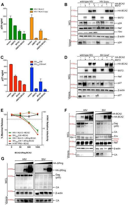 BCA2 has tetherin-independent antiviral activity.