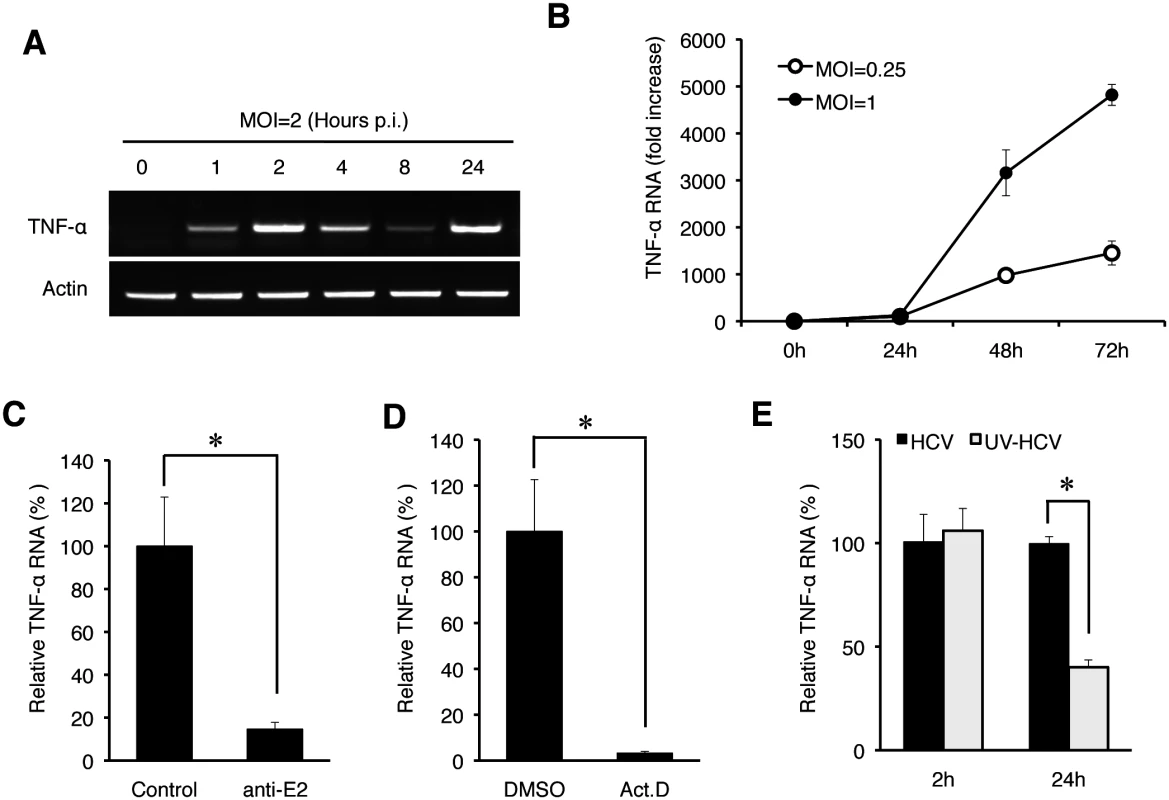 Induction analysis of TNF-α by HCV at early time points.