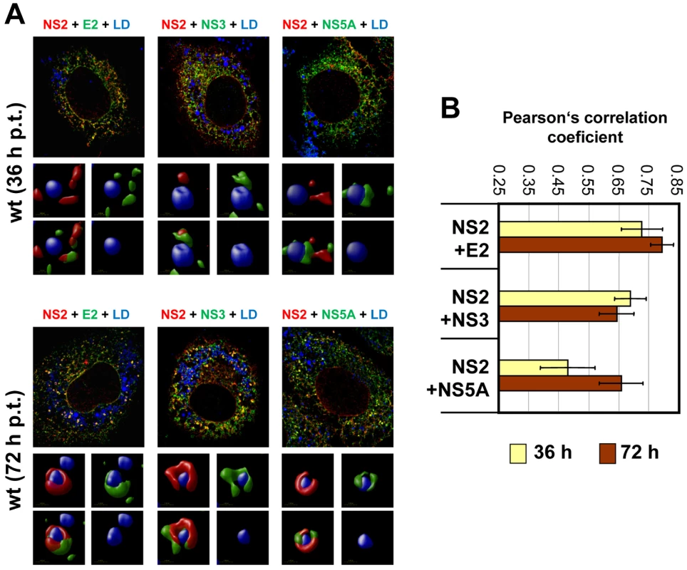 Colocalization of NS2 with structural and nonstructural proteins and recruitment to LDs.