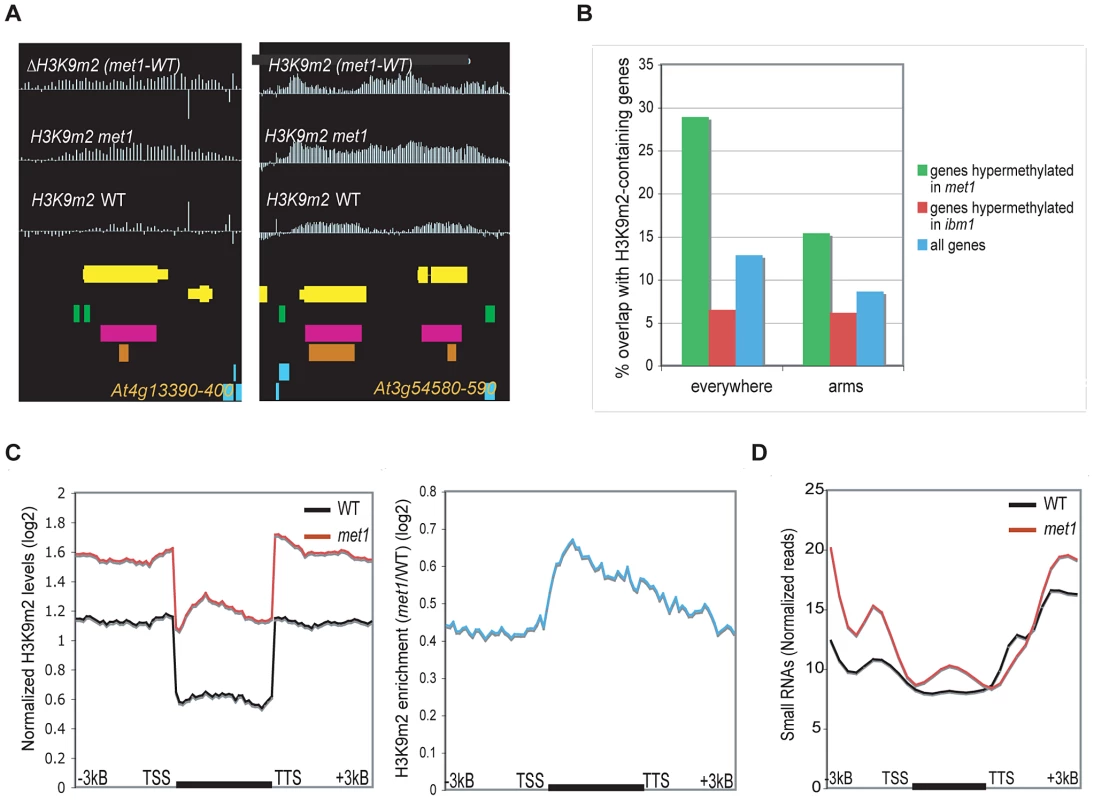 Genes that gain ectopic H3K9m2 in <i>met1</i> and are marked with H3K9m2 (Class I).
